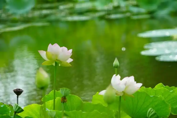 2020820日,雨后的水上公园,美丽的荷塘.