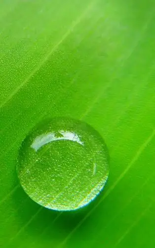 看那么久了,来看几张绿色图片让眼睛舒服一些吧