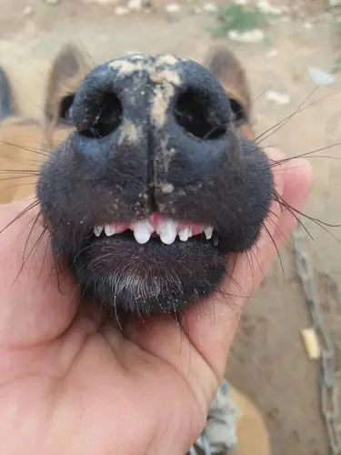 看看这狗牙齿有几岁了