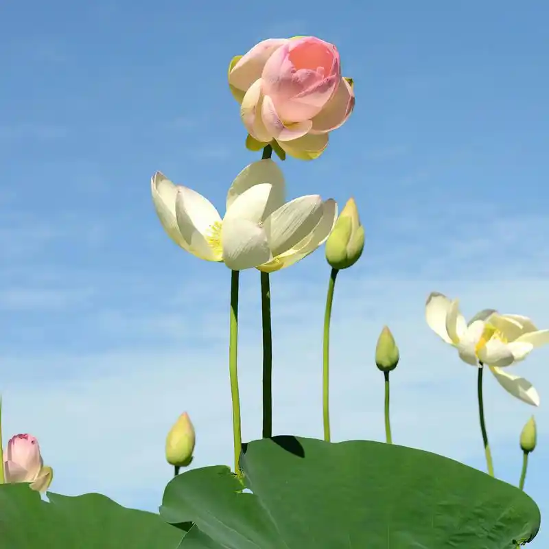 自从我换了荷花微信头像 每次聊天的时候看到自己的头像 都想说 - 抖