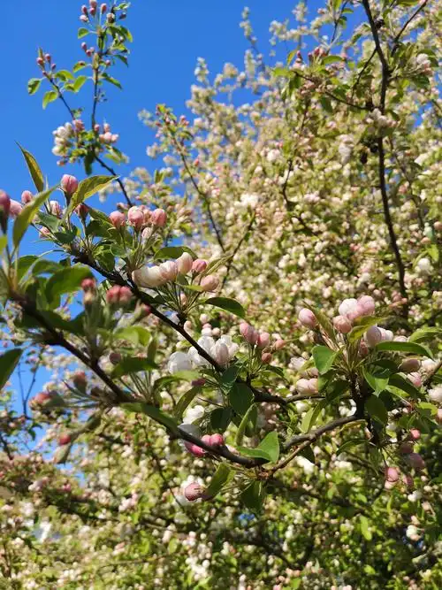 路边的海棠树开花了