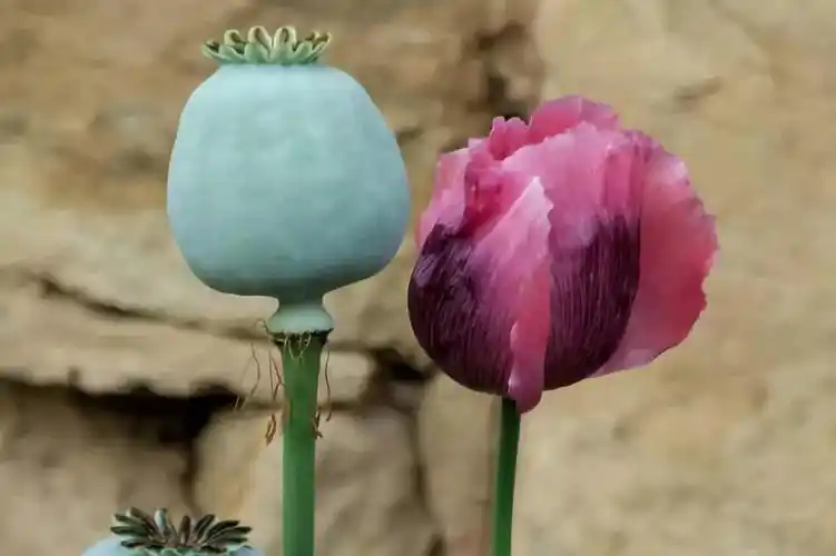 荆宫村民种植971株"大烟"被公安发现,封丘人别再种了._罂粟