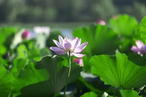 夏天盛开的荷花 荷