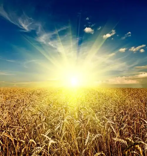 金色阳光稻田风景