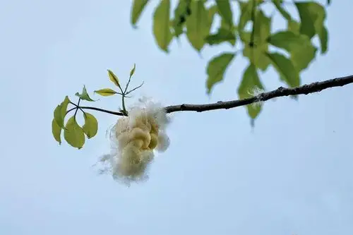 广州的棉絮是讨喜的, 因为这种会飞絮的树,有一个浪漫的名字:美丽异