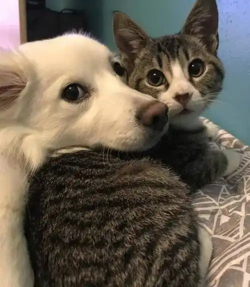 可怜小狗被大猫拥入怀中动作乖巧但眼神出卖了它