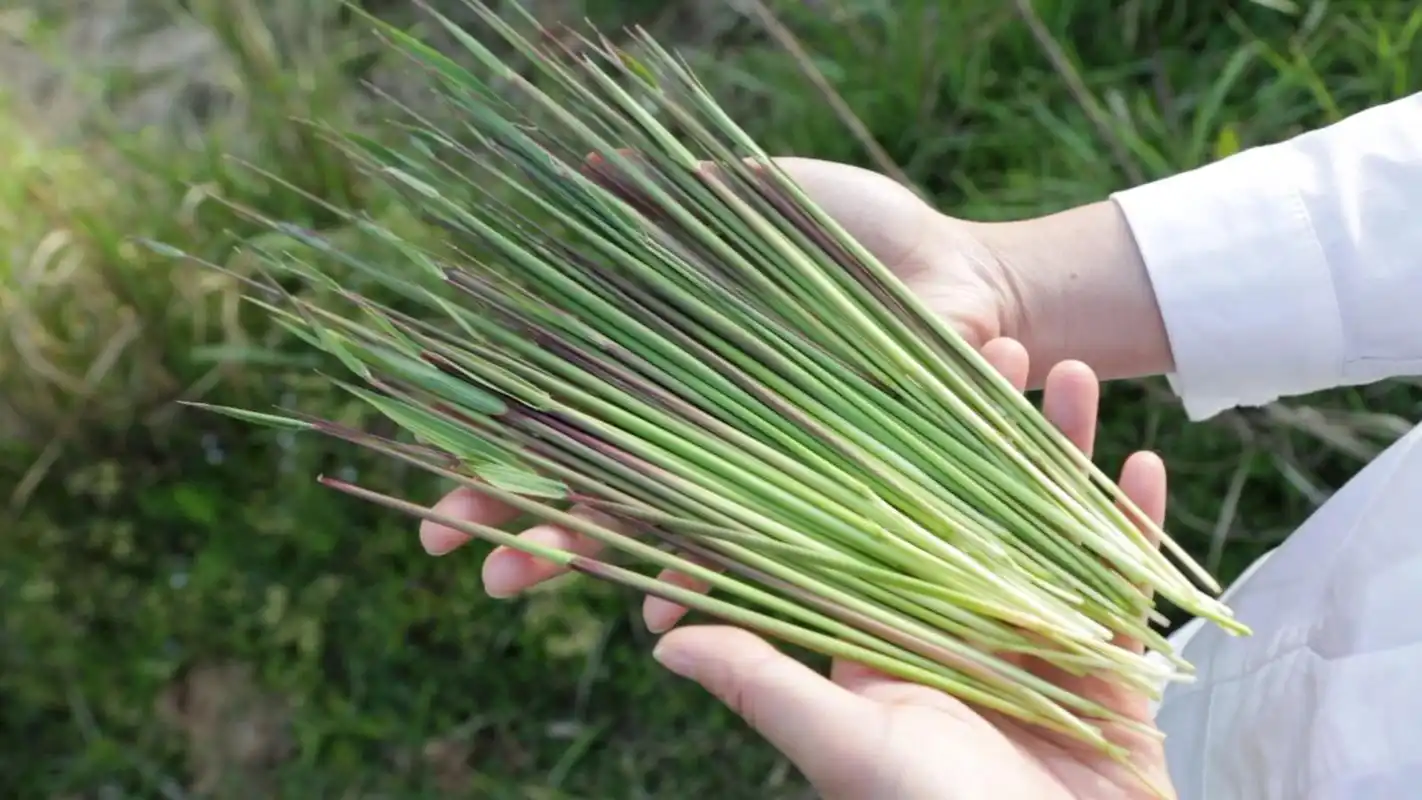 儿媳嘴馋农村这种茅针,婆媳俩稻田边一会抽了一大把,直接吃起来