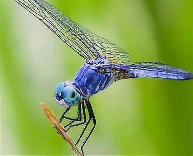 童年的红蜻蜓,最美的记忆 文/周延锋现代诗歌美文美图_秧苗_漂亮_机群