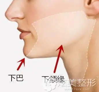 下巴和下颌缘的位置