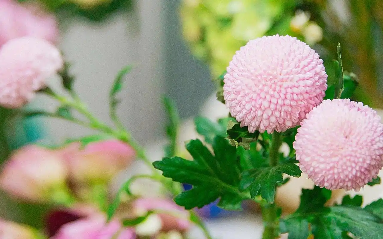 治愈系唯美花卉植物高清图片桌面壁纸