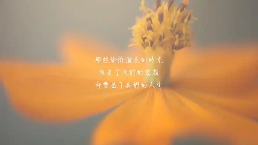 文字 唯美 花卉 时光 文字控壁纸