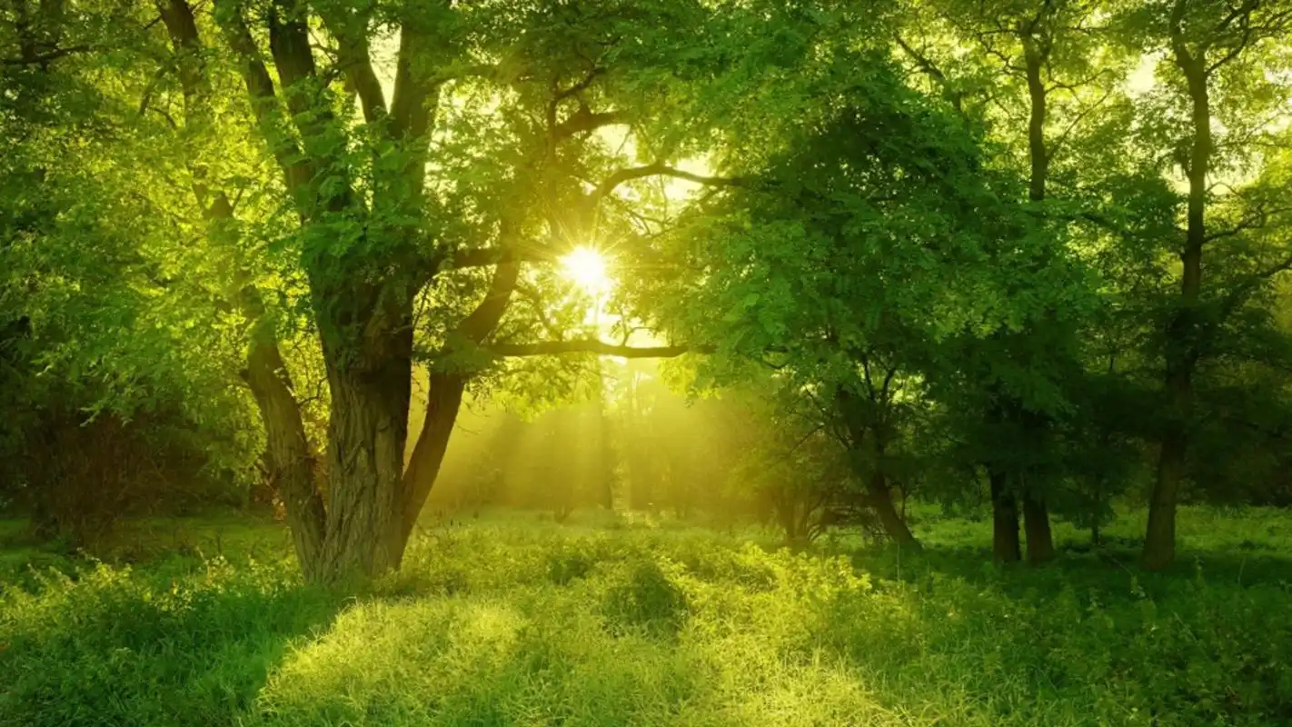 唯美绿色护眼风景高清桌面壁纸