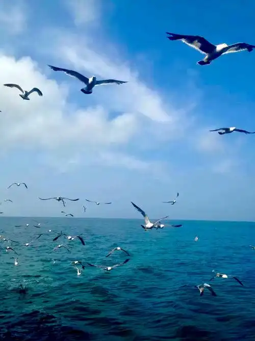 大海 海鸥 蓝天 白云 天际 飞行 鸟类 飞翔 自由自在