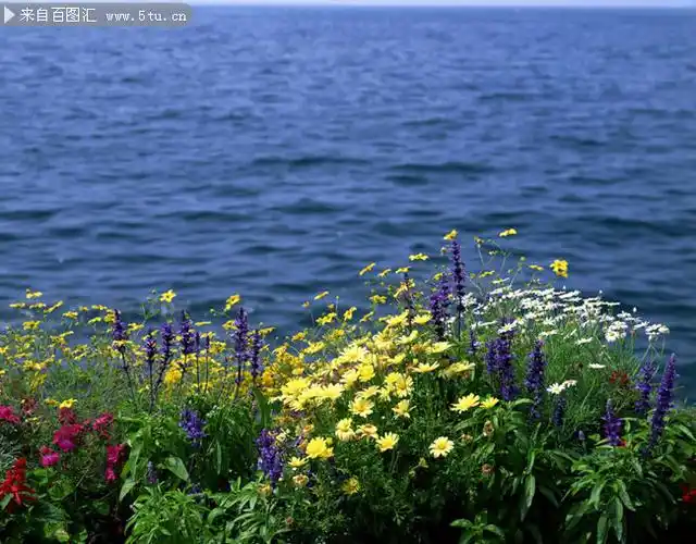 图片介绍当前图片:海边野花图片素材,主题为海边风景,可用作蓝色海洋