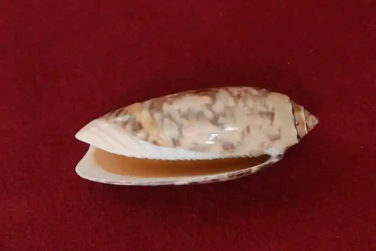 小贝壳大世界珍稀贝壳线上微展览