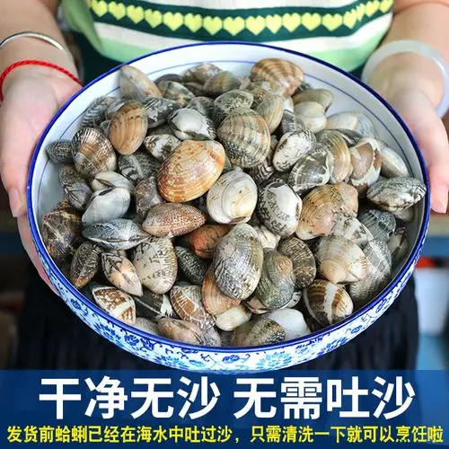 鲜活蛤蜊新鲜青岛花蛤蜊海鲜红花甲贝壳海鲜其它