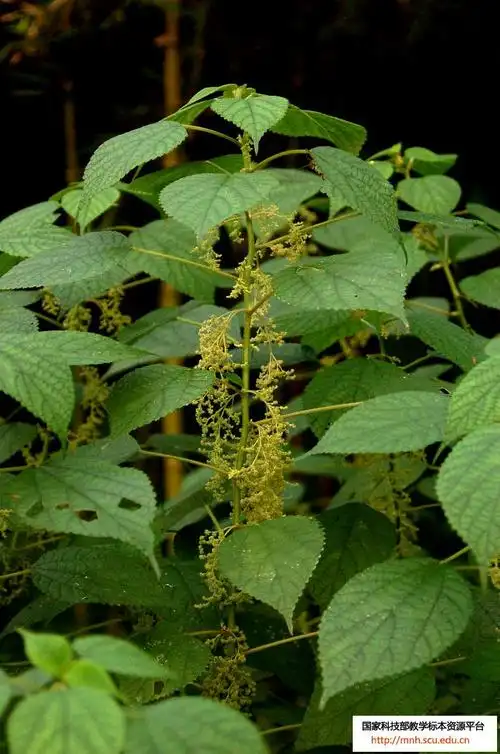 a target="_blank" href="/item/荨麻">荨麻 /a>科苎麻属亚灌木或