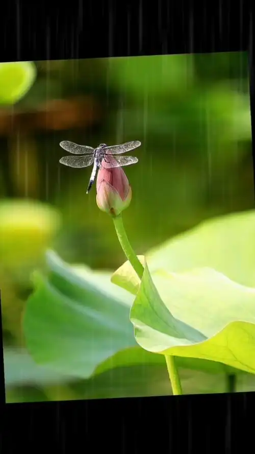 蜻蜓与荷花