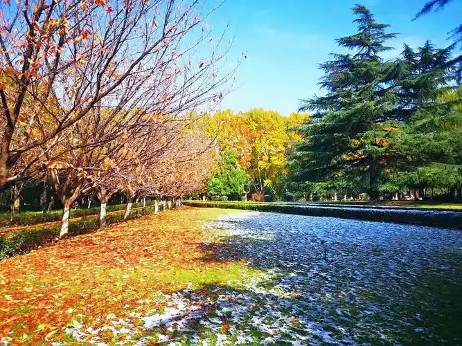 怎么形容这张秋冬之交的图片