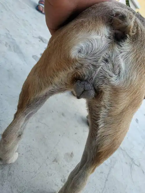 我家母狗外阴肿了但是没血,一直和公狗关在一起但也不交配是怎么回事