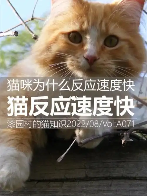 猫咪为什么反应速度快