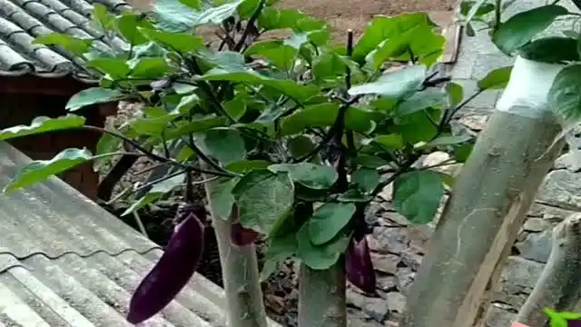 爷爷的嫁接技术太牛了,茄子都能在树上长出来,原谅我上的学少!