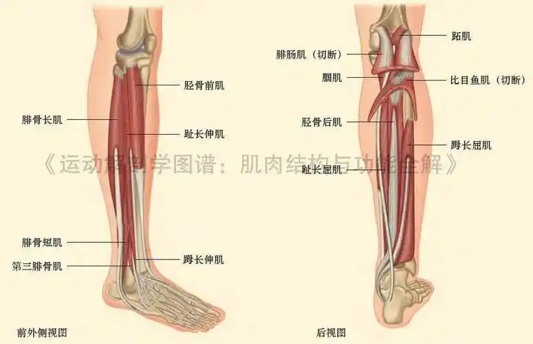 全面了解小腿肌群构成收藏这篇就够了