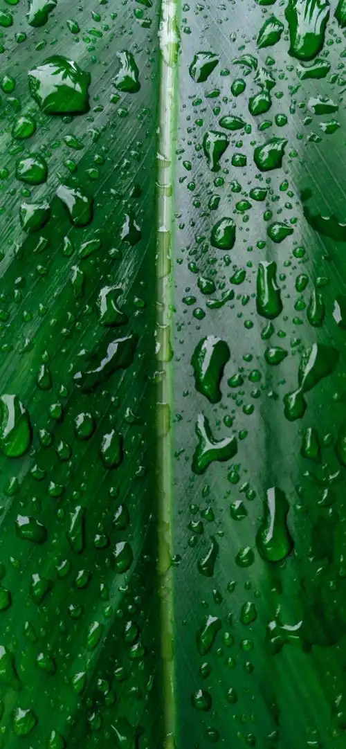 手机绿色养眼壁纸护眼