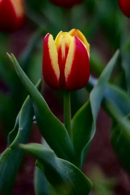 微距镜头下的郁金香花含苞待放