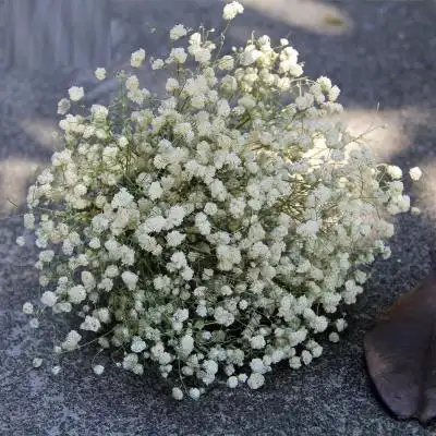 森系女生头像捧花满天星