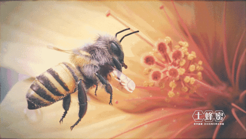 蜜蜂霞的蜜都是中华土蜂酿的土蜜,自制木桶,原始手工压榨取蜜,放置