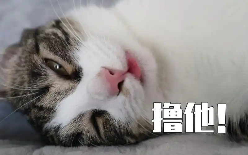 它好奇怪哦它是狗狗转世吗