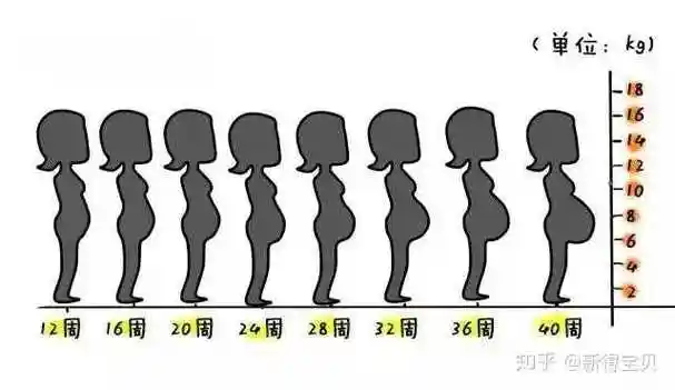 最直观的变化,就是准妈妈的肚子越来越大  . (简直是废话)