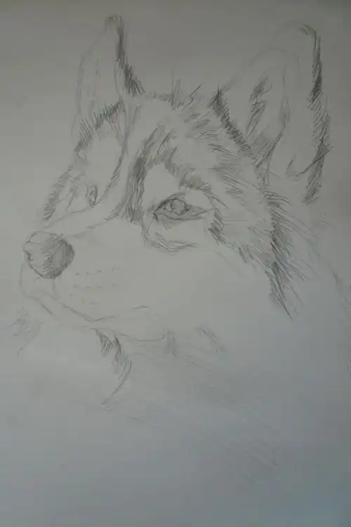 初中生动漫简笔画初中高中简笔画影响美术作品简笔画狗年初中美术简笔