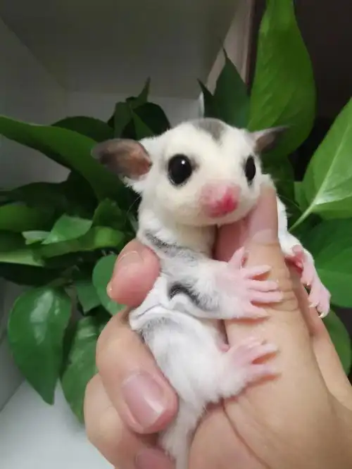 我家的蜜袋鼯萌宝