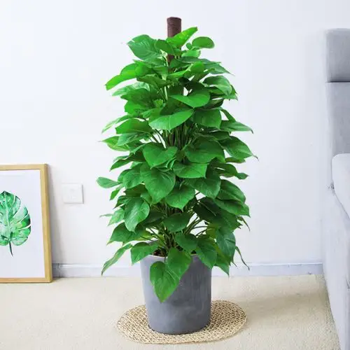 大叶绿萝柱客厅办公室内大型耐阴盆栽绿植好养吸甲醛净