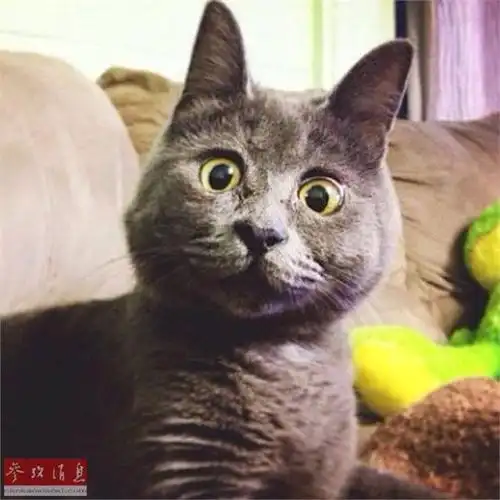 英国惊讶猫走红网络背后却是令人心酸真相