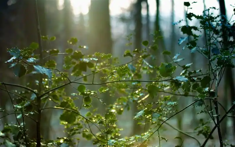 绿色清新缓解眼睛疲劳桌面壁纸图片下载