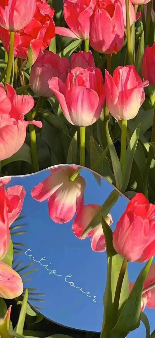 值得一换的ins高级感壁纸