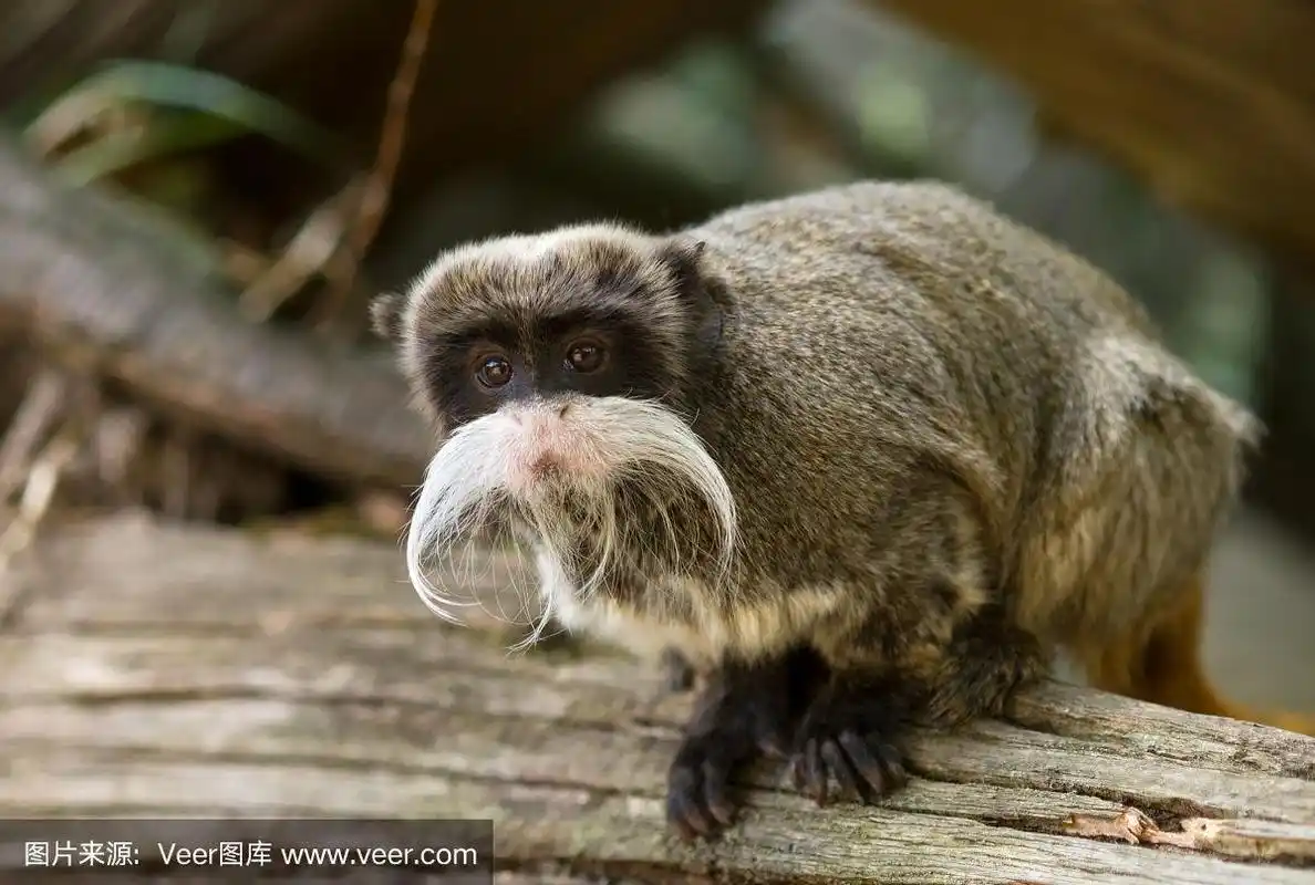 可爱的,巨大的,绢毛猴,杂食动物,亚马逊雨林