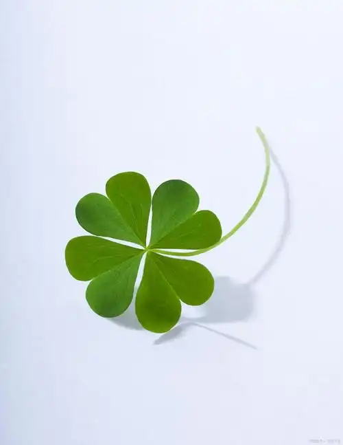 当幸运之叶遇上心愿之花:四叶草的花语及寓意