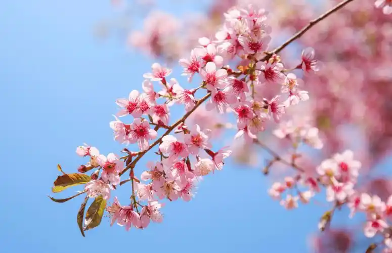 冬樱花夺目绽放每一张都是高清壁纸