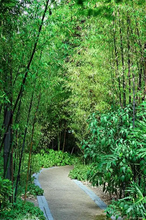 散文《竹林听雨》