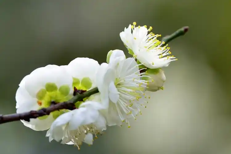 颜色独特绿萼梅