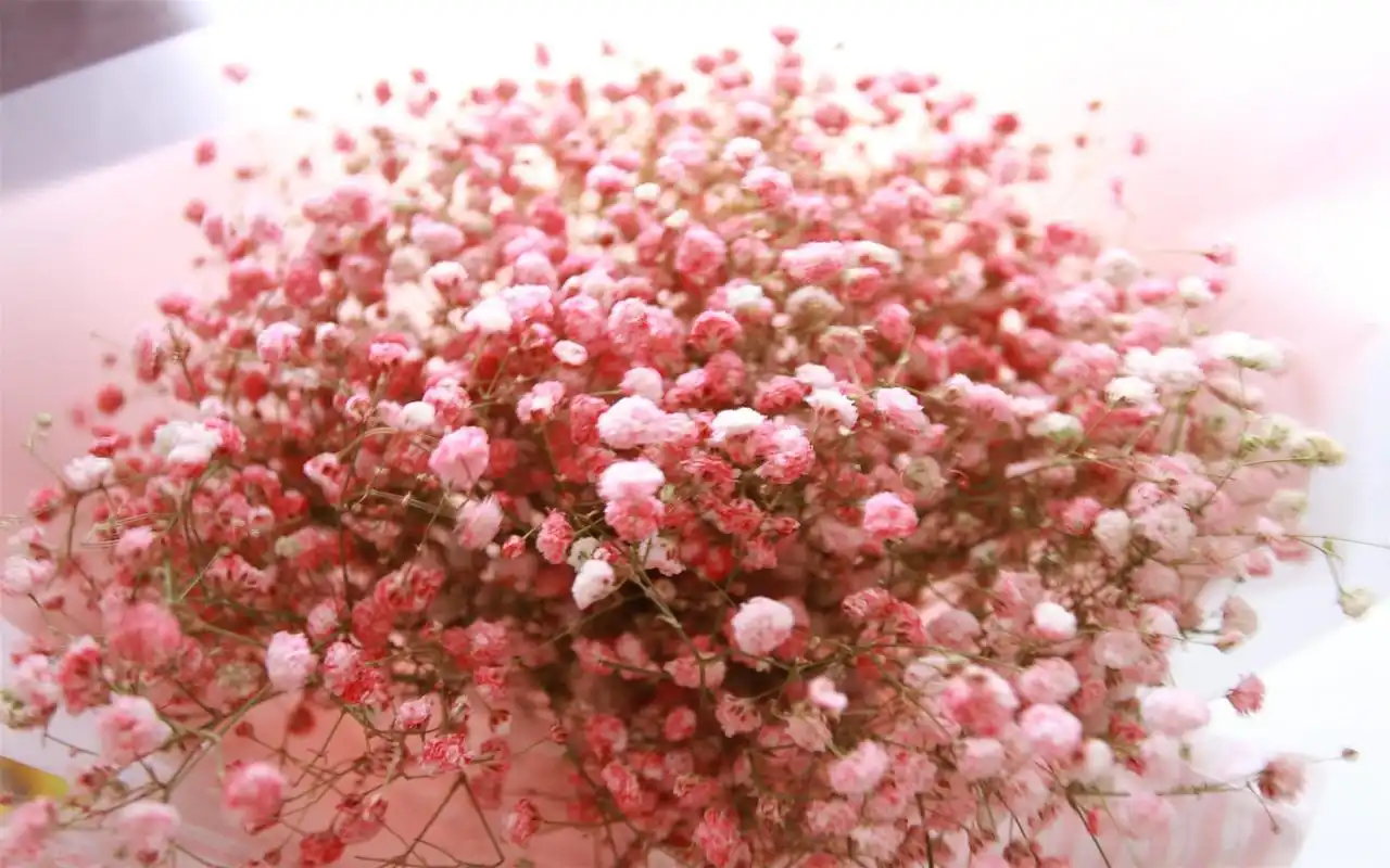 满天星花卉唯美高清桌面壁纸