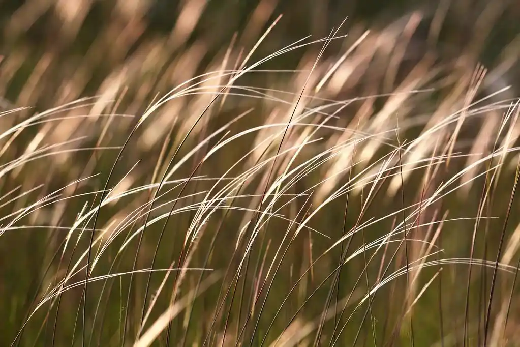 针茅草原草,大针茅草原草在日出