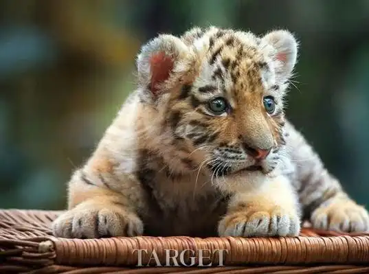 小老虎图片可爱