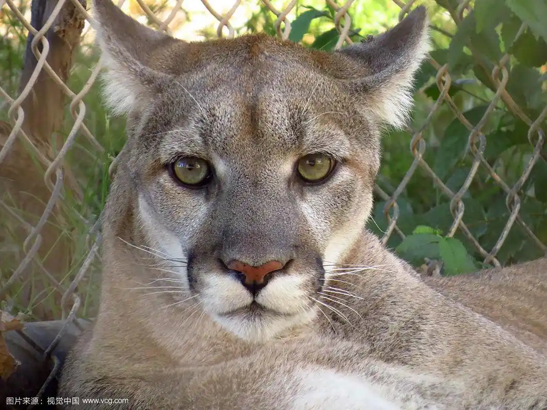 阴森森的美洲狮