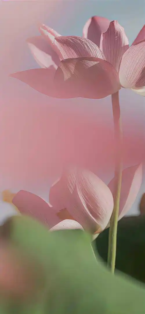 壁纸| 67超好看的文艺ins风锁屏壁纸