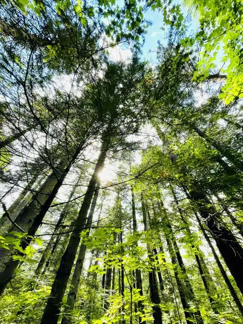 长白山地下森林